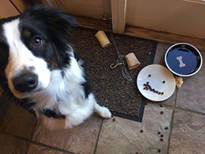 Paula Krock's dog.