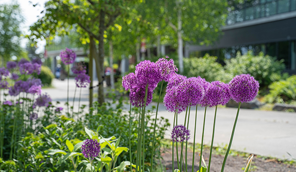 Purple flowers with trees and a modern campus building in the background.