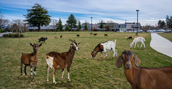 Pulaski student leads initiative to purchase goat for Heifer Foundation