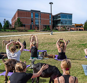 Goat yoga.