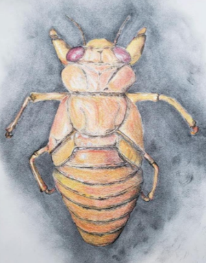 Jennifer Wells- drawing of a cicada 