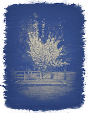 Julia Goodridge- digital cyanotype of a tree.