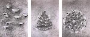 Kaylee Villavicencio- charcoal drawing of a pinecone from different angles.