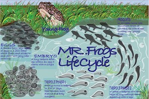 Manoj Singh- digital poster that shows the lifecycle of a frog.
