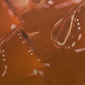 Click image to open!