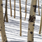 aspen