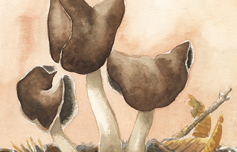 Cynthia Hansen - Spring 'Shrooms Series