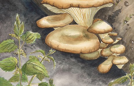 Cynthia Hansen - Spring 'Shrooms Series