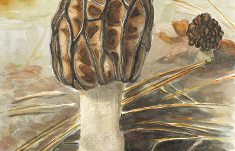 Cynthia Hansen - Spring 'Shrooms Series