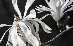 Celebrate Spring Break by Judith Fernandes