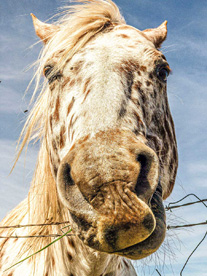 horse