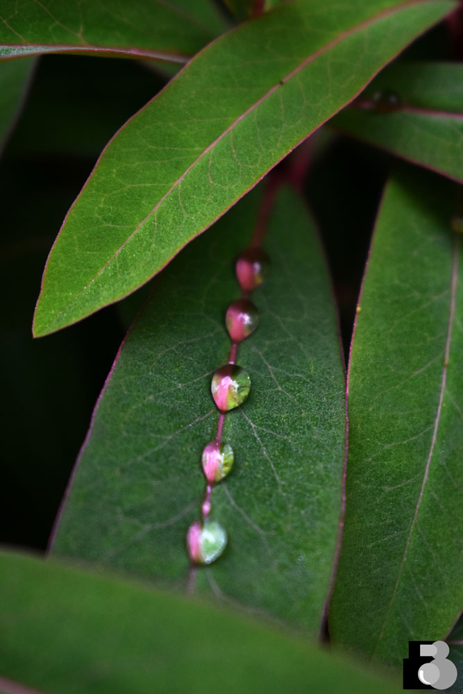 Mother's Pearls