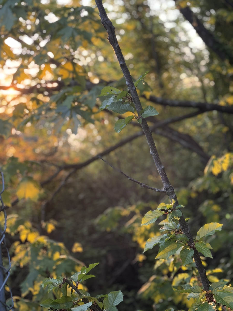 A picture of a branch crossing with another branch in the background surrounded by lush green leaves. The sunset is peeking through the leaves and branches in the background.